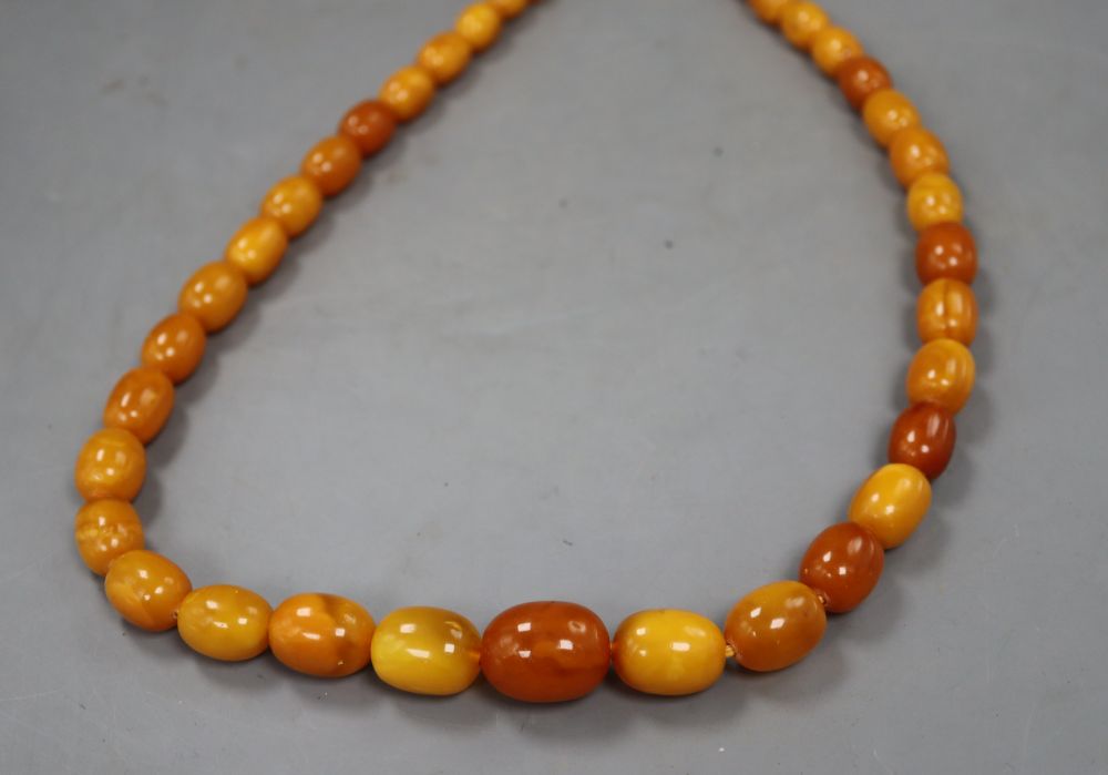 A single strand graduated oval amber bead necklace, 64cm, gross 59 grams.